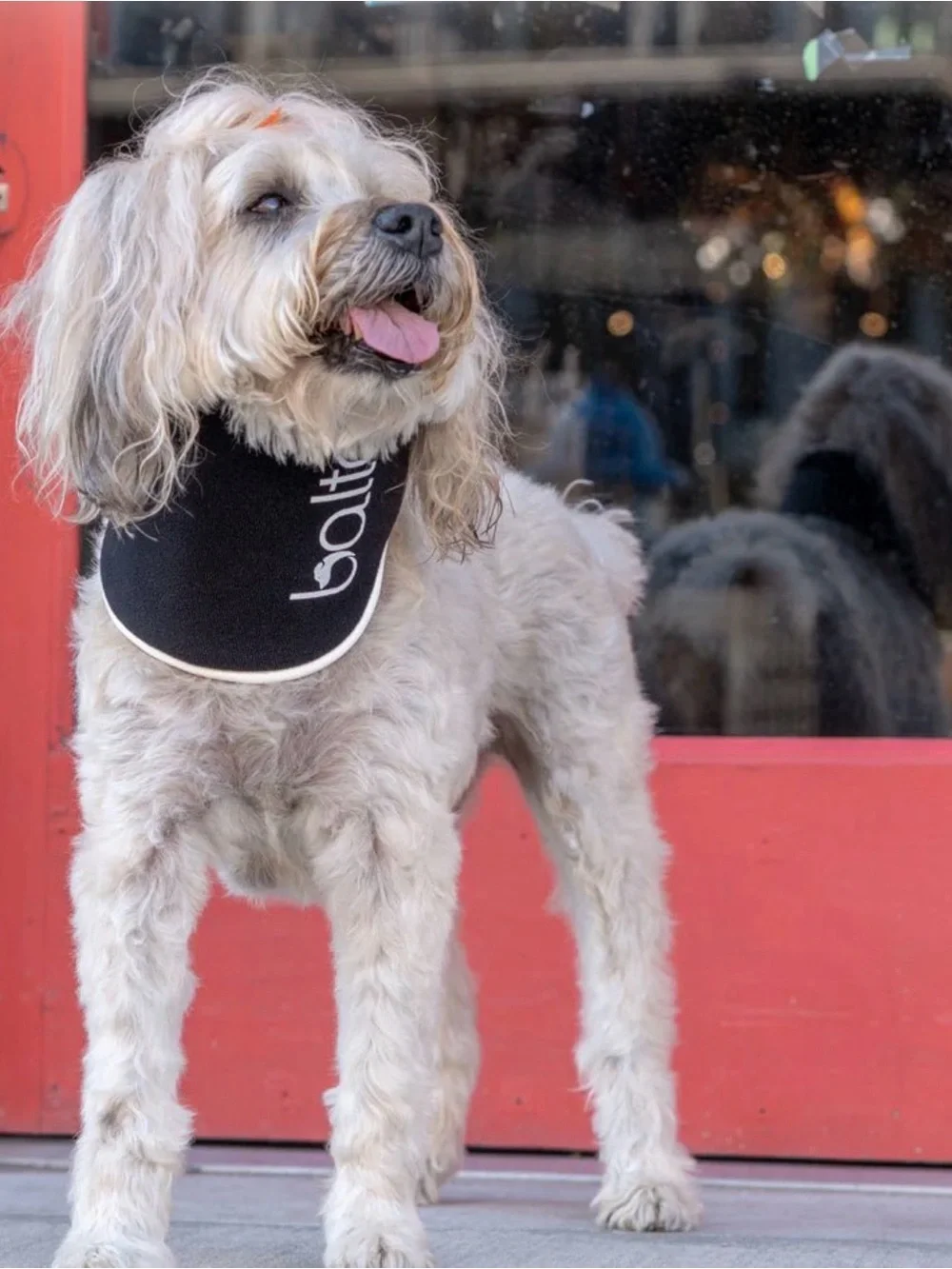 Black Dog Protective Collar - Soft Foam Neck Cone